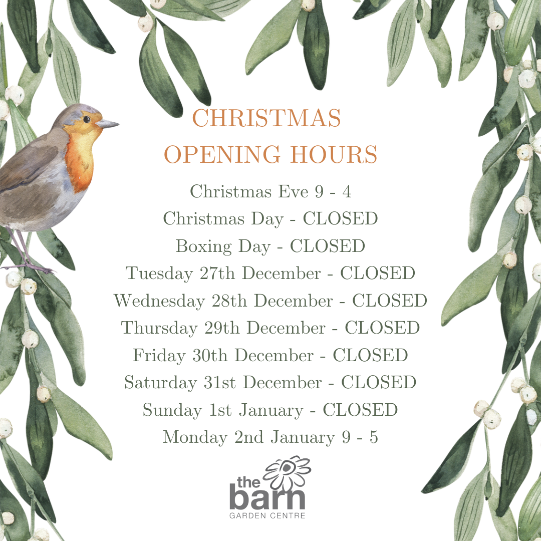 Christmas Opening Hours The Barn Garden Centre